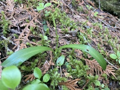 Platanthera obtusata