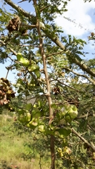 Dichrostachys cinerea