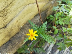 Chrysactinia pinnata