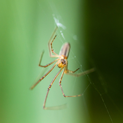 Tetragnatha dearmata