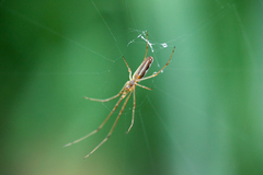 Tetragnatha dearmata