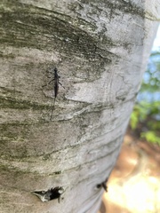 Xorides stigmapterus