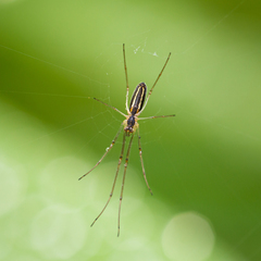 Tetragnatha dearmata