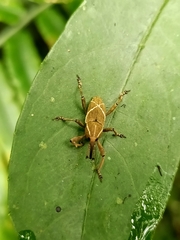 Cryptoderma fortunei