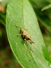 Cryptoderma fortunei