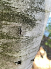 Xorides stigmapterus