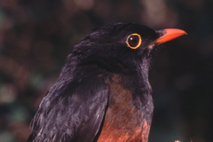 La Selle Thrush photo 2