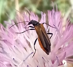 Oedemera simplex