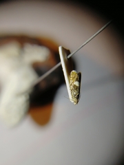 Dichrorampha sequana