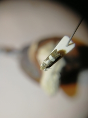 Dichrorampha sequana