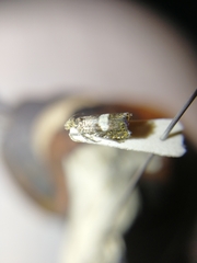 Dichrorampha sequana