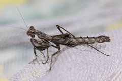 Litaneutria skinneri