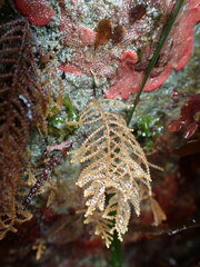 Abietinaria