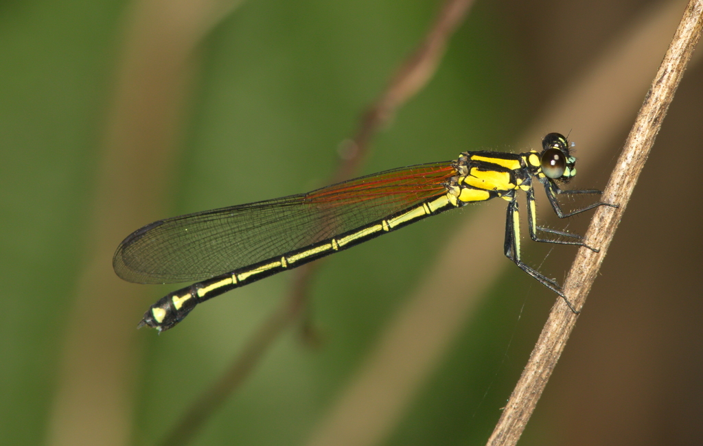 Anisopleura furcata