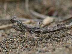 Litaneutria skinneri