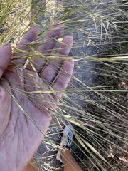 Hesperostipa comata