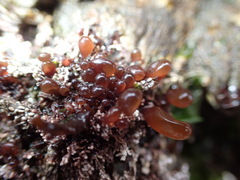 Halosaccion glandiforme