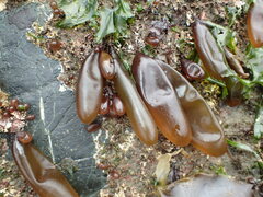 Halosaccion glandiforme