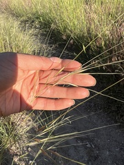 Hesperostipa comata