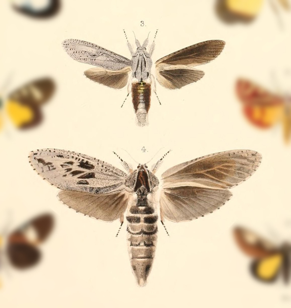 Endoxyla pulchra