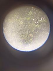 Euphonia laniirostris