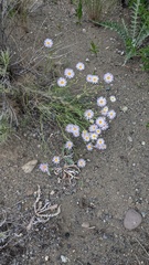 Erigeron filifolius