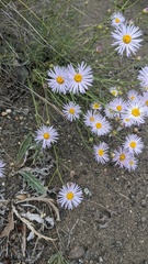 Erigeron filifolius