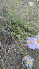 Erigeron filifolius