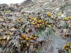 Halosaccion glandiforme