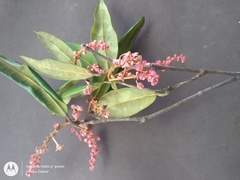 Burdachia prismatocarpa