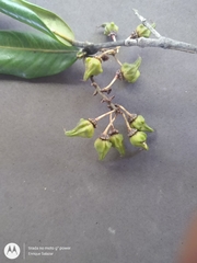 Burdachia prismatocarpa