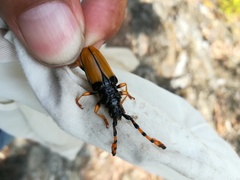 Dendrobias mandibularis reductus