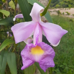 Sobralia macrantha