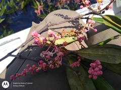 Burdachia prismatocarpa