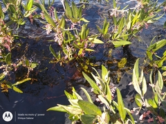 Burdachia prismatocarpa