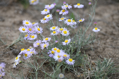 Erigeron filifolius