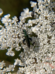 Oedemera nobilis