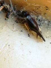 Caecilius fuscopterus