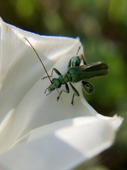 Oedemera nobilis