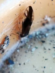 Caecilius fuscopterus