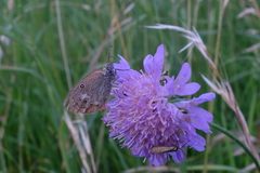 Coenonympha