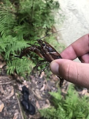 Procambarus versutus