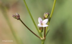 Kohautia caespitosa