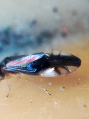 Caecilius fuscopterus