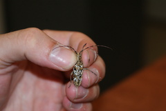 Monochamus marmorator