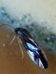 Caecilius fuscopterus