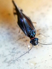 Caecilius fuscopterus