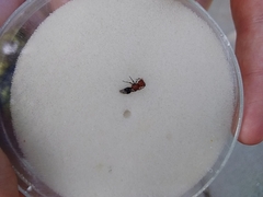 Pseudomethoca vanduzei