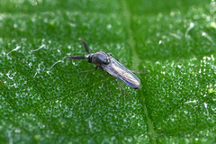 Forcipomyiinae