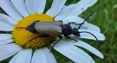 Trigonarthris subpubescens